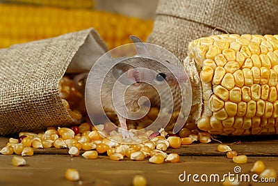 Closeup young gray mouse lurk near the corn and burlap bags on the floor of the warehouse. Stock Photo