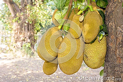 Closeup young jackfruits on tree Stock Photo
