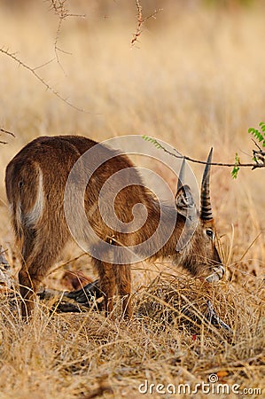 Closeup of young male Waterbuck Stock Photo