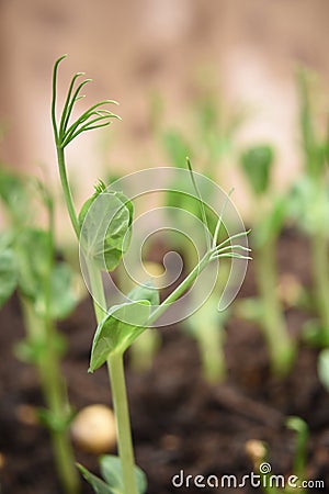 Closeup of a young pea shoot growing in fresh soil Stock Photo