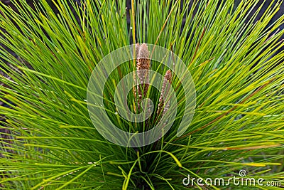 Closeup of young pine treetop Stock Photo