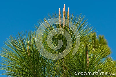 Closeup of young pine treetop Stock Photo