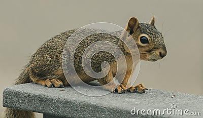 Closeup Of A Young Squirrel Stock Photo