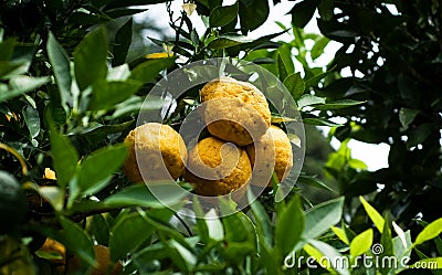 Closeup Yuzu Plant Stock Photo