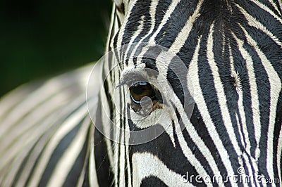 Closeup Zebra eye Stock Photo