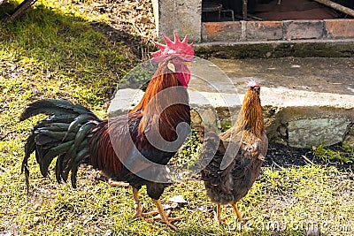 Closeupof roosters in a farm field under the sunlight in the countryside Stock Photo