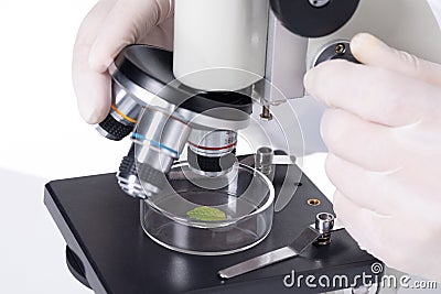 Closeupof a scientist examining leaves under a microscope in a laboratory Stock Photo