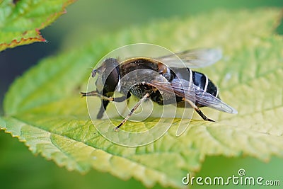 Closeupon the orange spined drone fly, Eristalis nemorum, sunbath Stock Photo