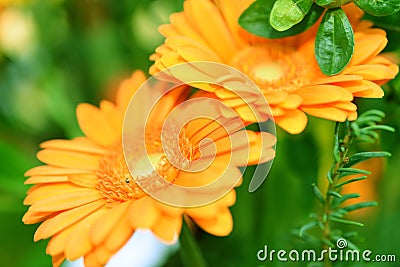 Closeups on background on flowers colorfull Stock Photo