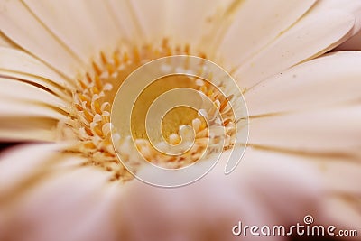 Closeups on background on flowers colorfull Stock Photo