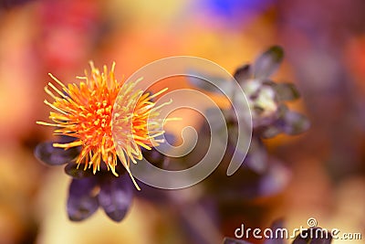 Closeups on background on flowers colorfull Stock Photo