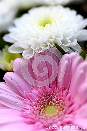 Closeups on background on flowers colorfull Stock Photo