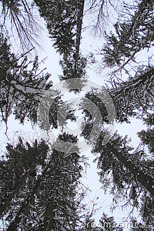 Closing crowns of trees against a cloudy winter sky Stock Photo