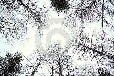 Closing crowns of trees against a cloudy winter sky Stock Photo