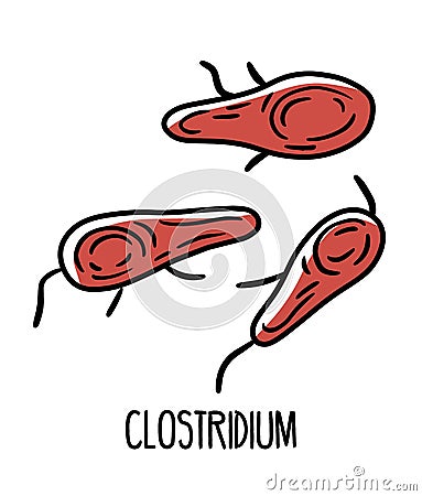 Clostridium gram-positive pathogenic bacteria in the human intestinal microflora Vector Illustration