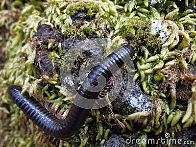 Closup of a black worm Stock Photo