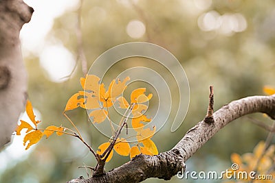 Closup of brown orange autumn leaf fall nature view on blurred background in garden with copy space using as background cover page Stock Photo