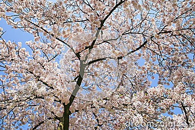 Closup of early spring blooming japanese cherry pink white blossom tree branches against clear blue sky Stock Photo