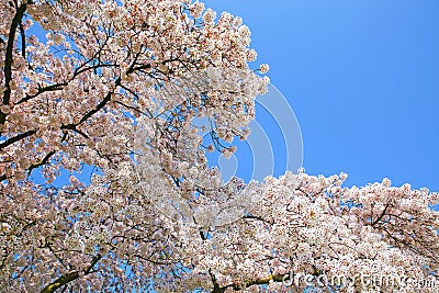 Closup of early spring blooming japanese cherry pink white blossom tree branches against clear blue sky Stock Photo