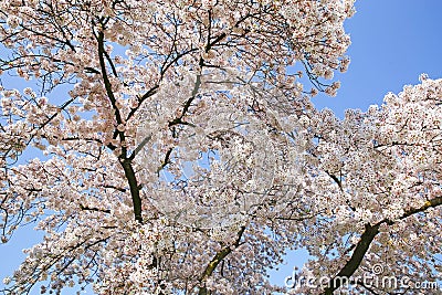 Closup of early spring blooming japanese cherry pink white blossom tree branches against clear blue sky Stock Photo