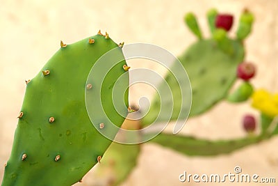 Closup of opuntia cactus flower in Locorotondo town, Italy, Apulia region Stock Photo