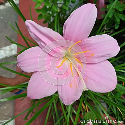 Pink flower in green gress background Stock Photo