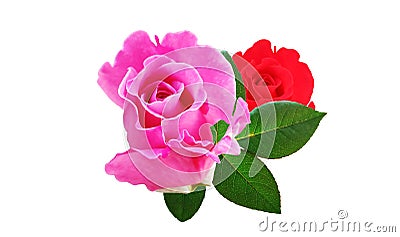 Closup, Pink and red roses blossom blooming with green leaf isolated on white background for stock photo or advertising product, Stock Photo