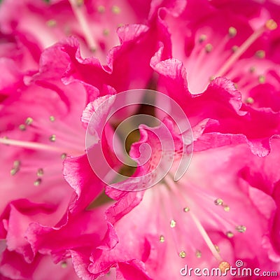 Closup from a pink Rhododendron Blossom with Pistil, Macro Details Stock Photo