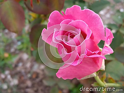Closup, Pink roses bloom on the tree in the garden blurred green leaf background, The beauty of natural flowers, Floral summer Stock Photo