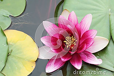 ClosUp Pink water lily Single flower Stock Photo