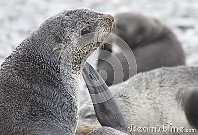 Antarctic Seal, cute Fur Seal pup in South Georgia Stock Photo