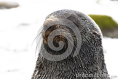 Antarctic Fur Seal Stock Photo