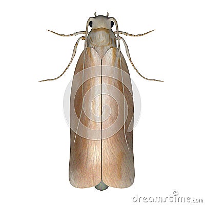 Clothes moth Stock Photo