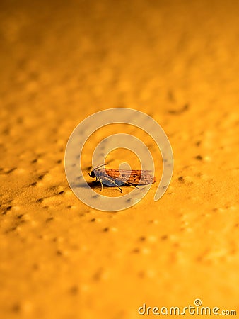 Clothes moth Tineola bisselliella - sitting on the wall at night, illuminated by an outdoor lamp Stock Photo