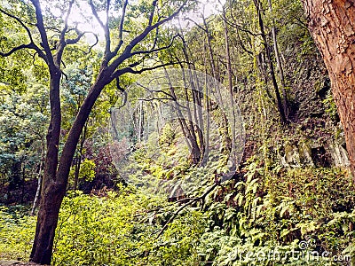 Cloud forest around La Galga on the island La Palma Stock Photo