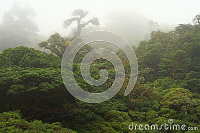 Cloud forest in Costa Rica Stock Photo