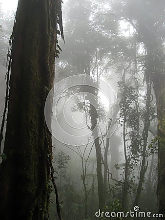Cloud forest mount kinabalu borneo Stock Photo