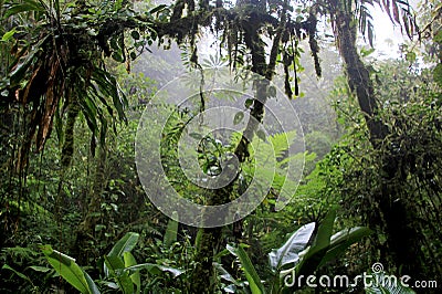 Cloud forest of Reserva Biologica Bosque Nuboso Monteverde, Costa Rica Stock Photo