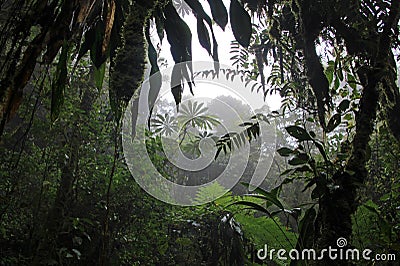 Cloud forest of Reserva Biologica Bosque Nuboso Monteverde, Costa Rica Stock Photo