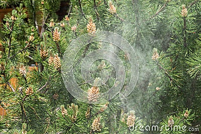 Cloud of pollen from a pine tree Stock Photo