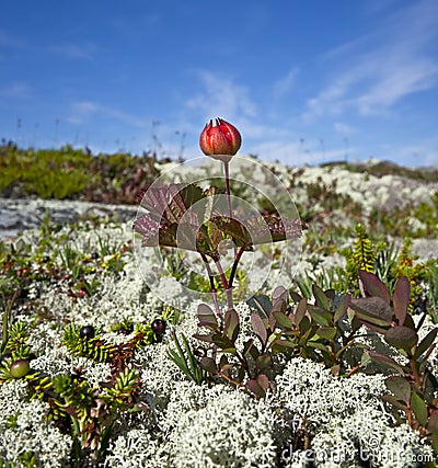 Cloudberries.Rubus chamaemorus. Stock Photo