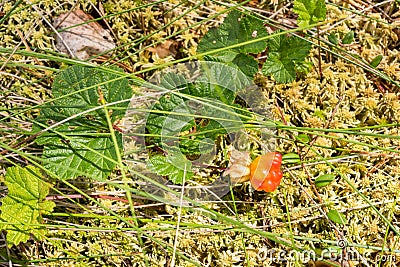 Cloudberry growing on sphagnum moss Stock Photo