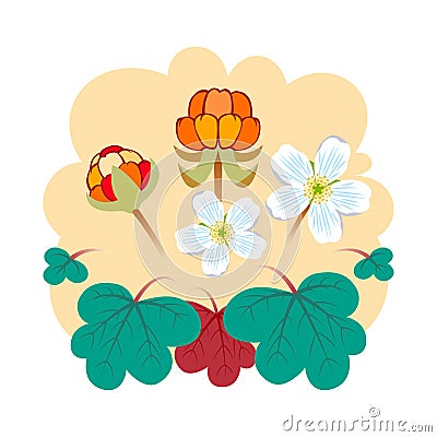 Cloudberry vector illustration Vector Illustration