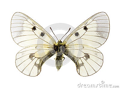 Clouded Apollo butterfly Stock Photo