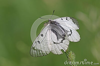 Clouded Apollo Parnassius mnemosyne Stock Photo