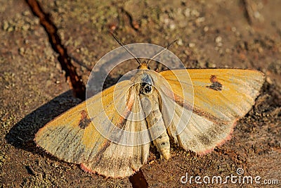 Clouded Buff moth - Diacrisia sannio Stock Photo