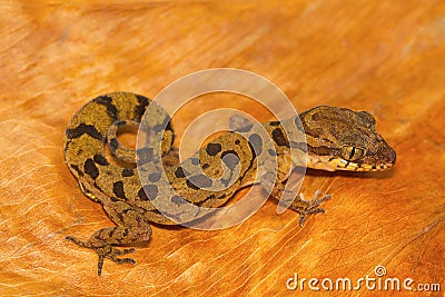 Clouded ground gecko, Cyrtodactylus nebulosus from Chhattisgarh Stock Photo