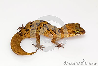 Clouded ground gecko, Cyrtodactylus nebulosus. Chhattisgarh, India Stock Photo