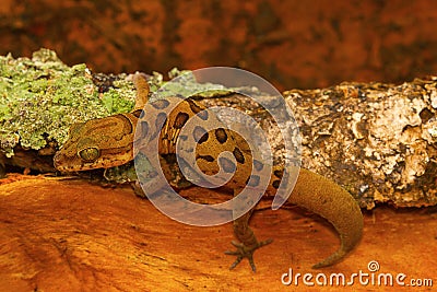 Clouded ground gecko, Cyrtodactylus nebulosus. Chhattisgarh, India Stock Photo
