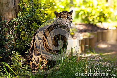 Clouded Leopard Stock Photo